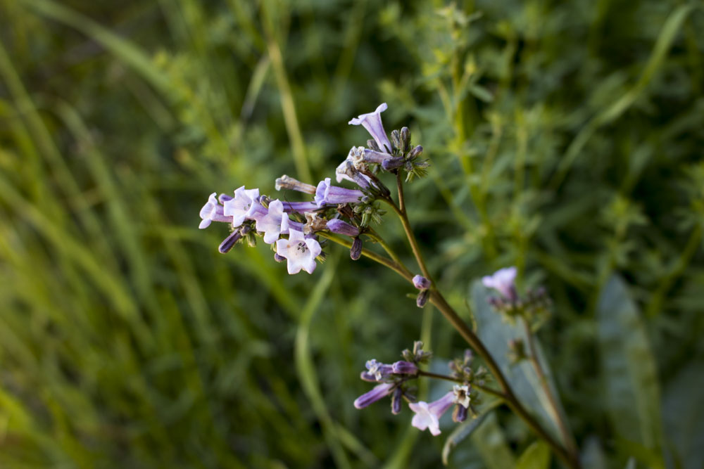 Picture of 160430 Castle Rock Hike